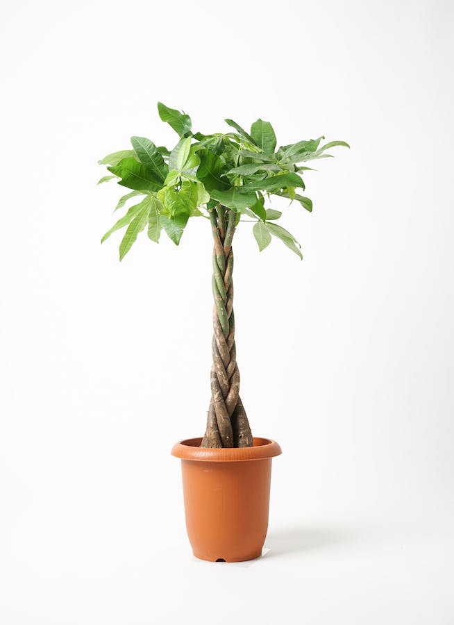 観葉植物 パキラ 7号 ねじり 竹バスケット VK-07付き | 観葉植物なら