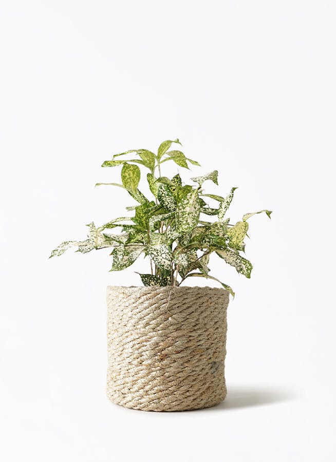 ドラセナ ゴッドセフィアーナ 4号 | 観葉植物ならHitoHana