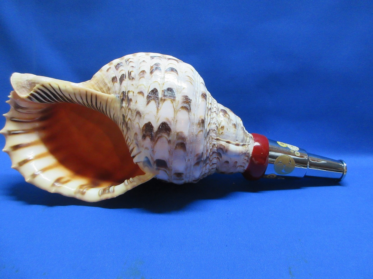 法螺貝（ほら貝）販売のお店