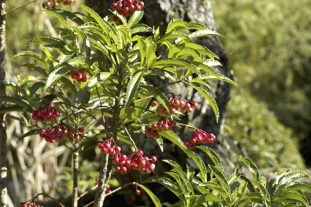 ヤブコウジ(十両/藪柑子)の育て方｜増やし方や剪定の方法は？ | HORTI