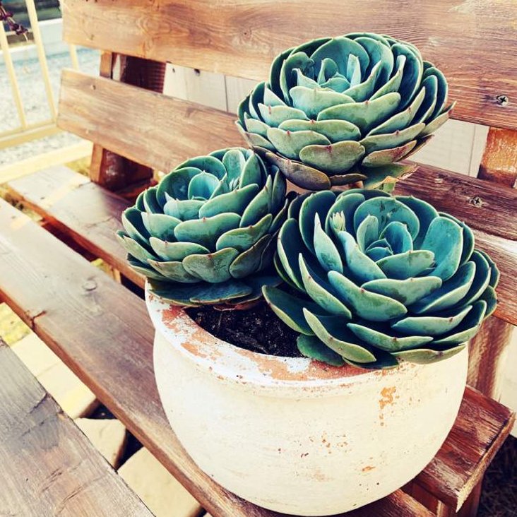 七福神の育て方｜多肉植物のエケベリアの仲間？ | HORTI by GreenSnap