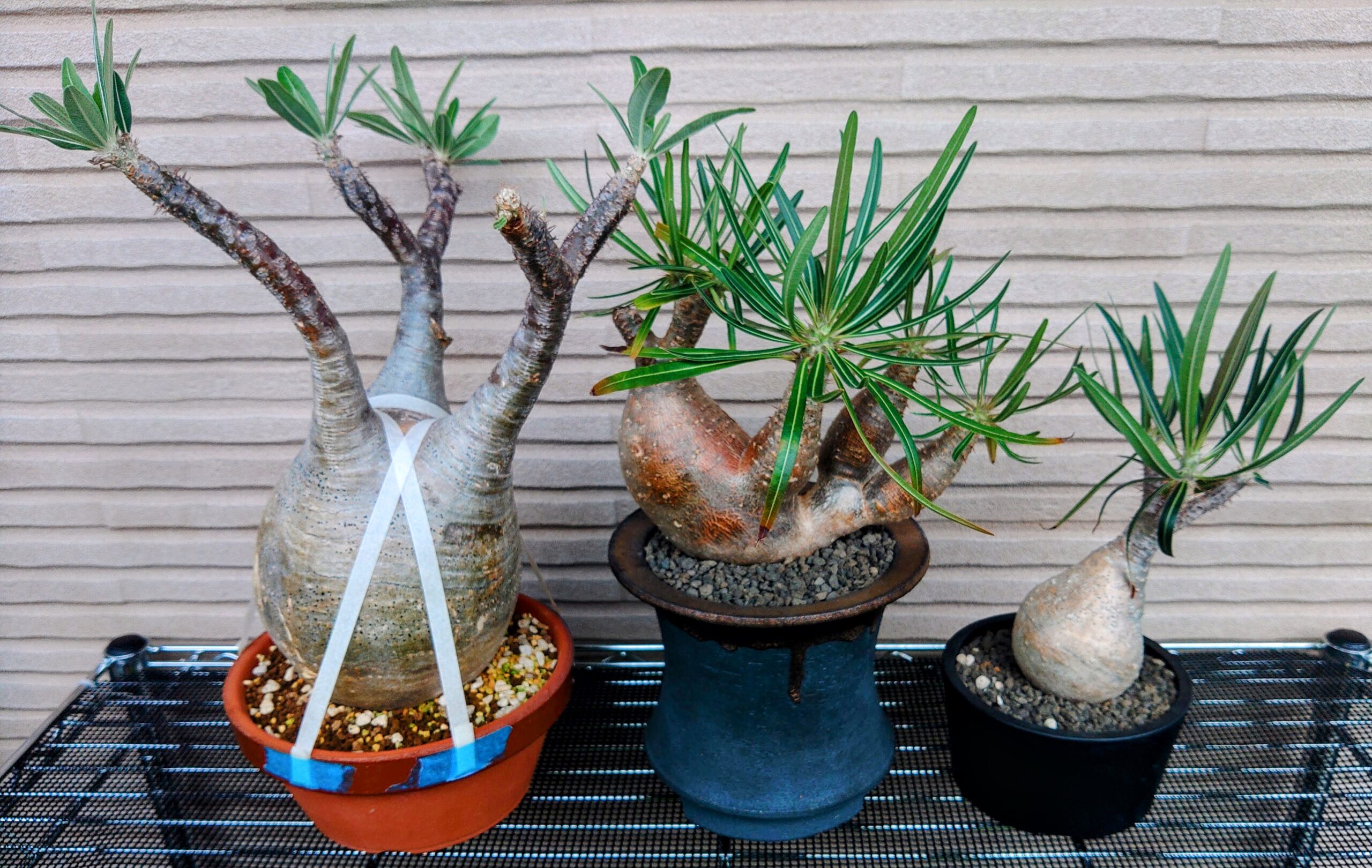 初心者必見】パキポディウムグラキリス実生の播種(種まき)から発芽まで