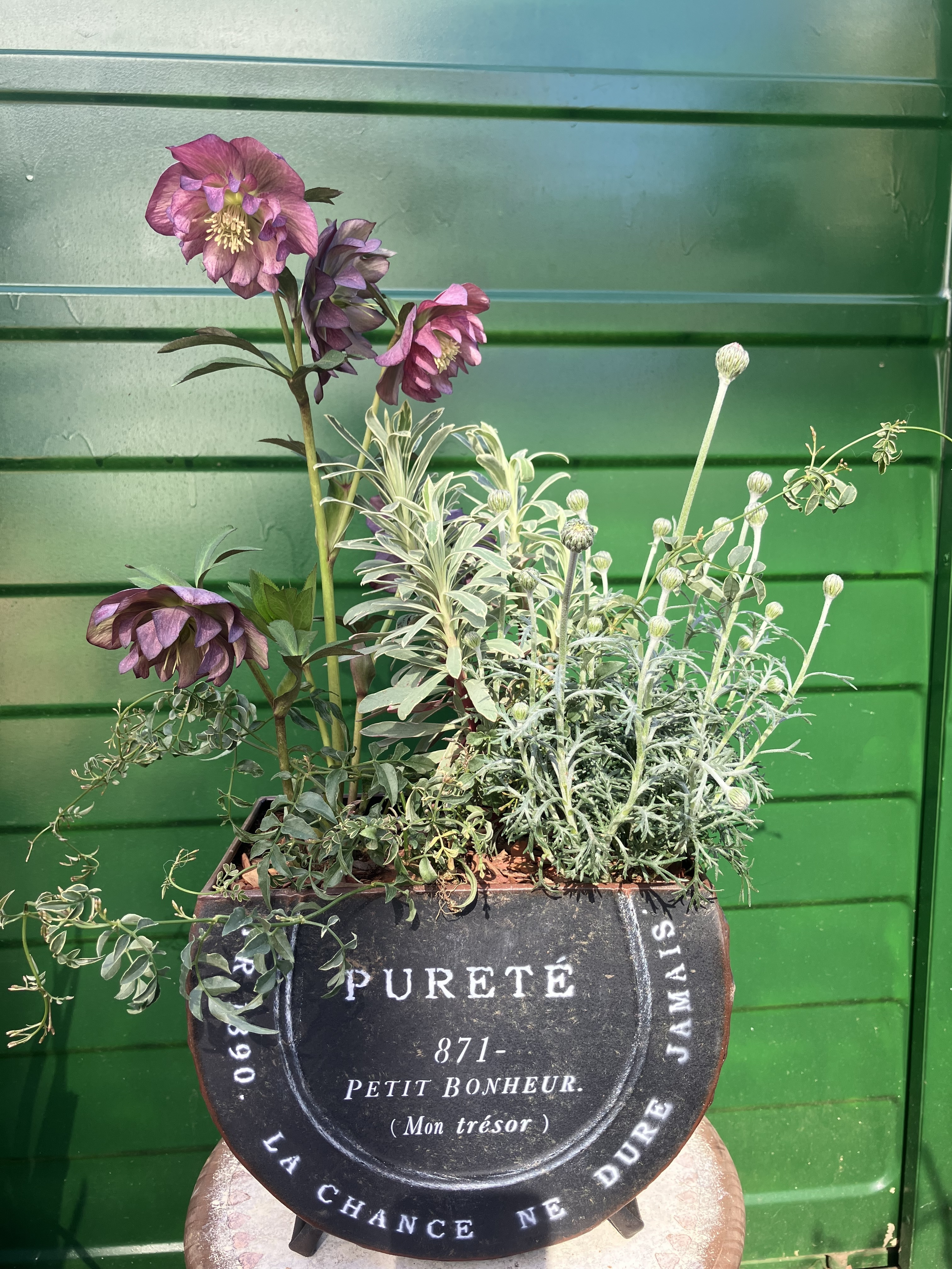 最終お値下】クリスマスローズのシックな寄せ植え クリスマスローズの