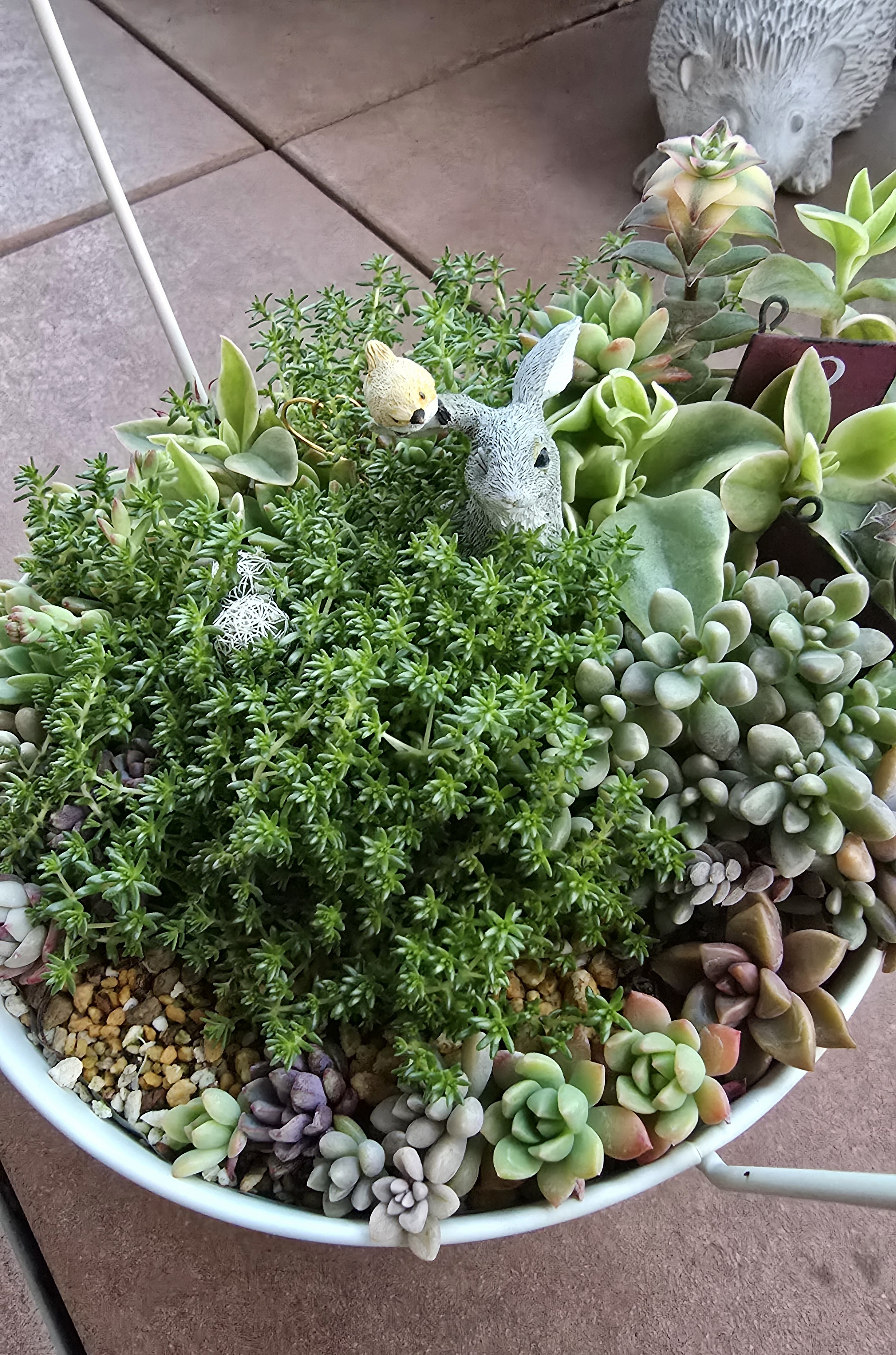 多肉植物の寄せ植えがモリモリになって♪ | CAINZ DIY Square