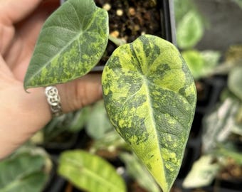 アロカシア マハラニ 斑入り - Etsy 日本