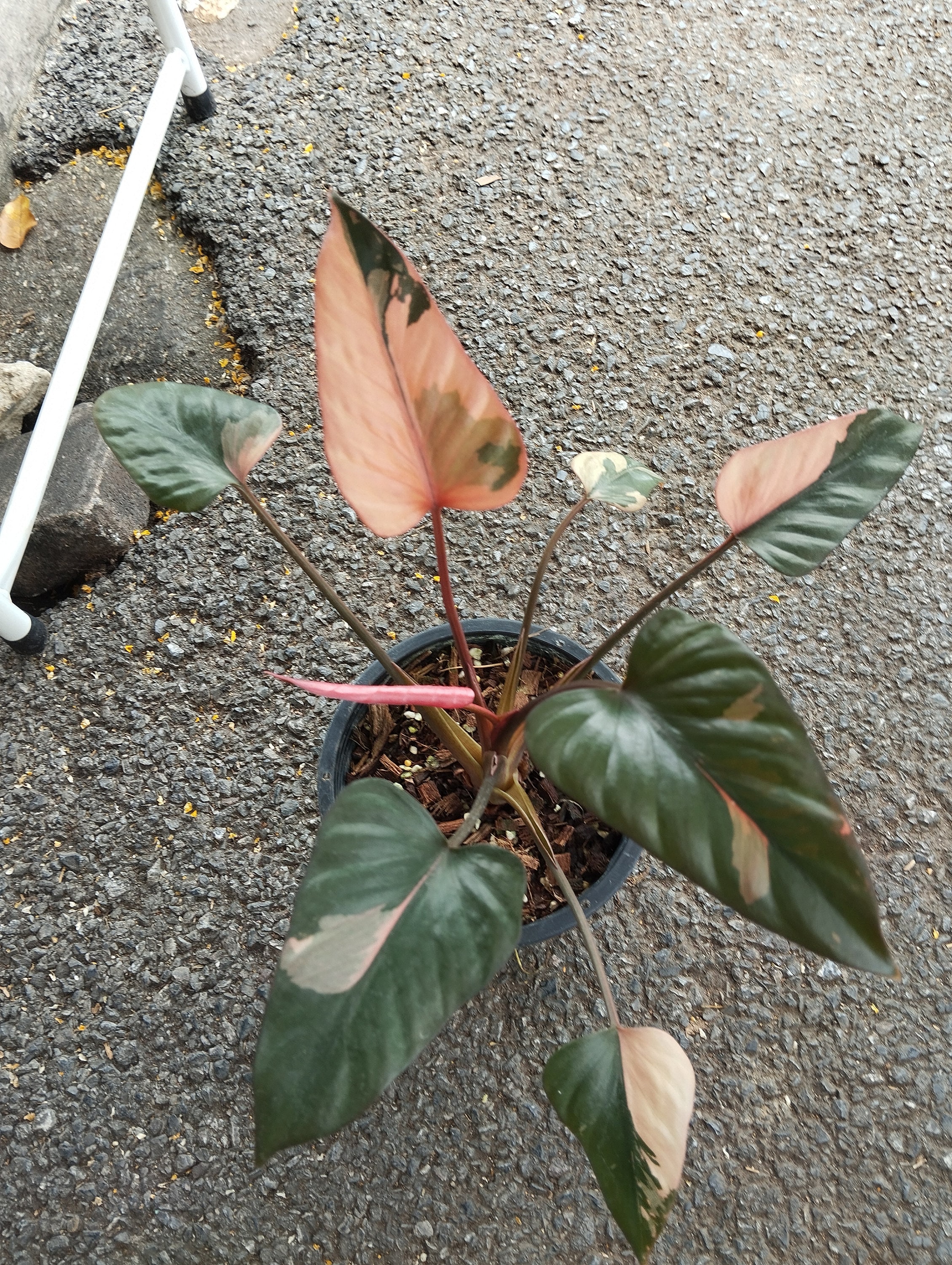 ホマロメナ ピンクダイヤモンド 斑入り (M) - Etsy 日本