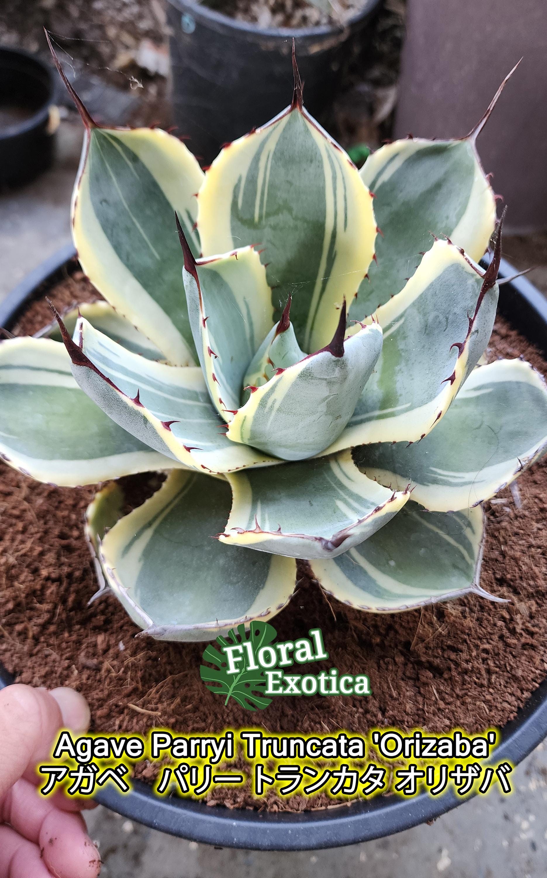 Agave Parryi Truncata 'orizaba' - アガベ パリー トランカタ