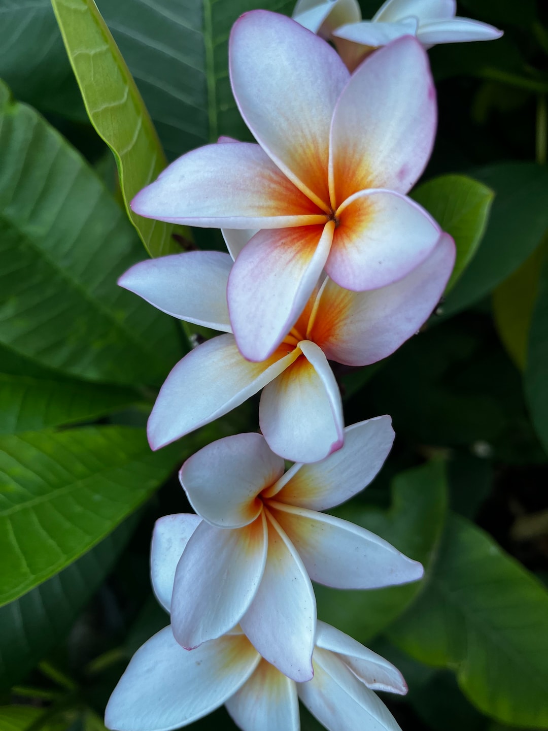 Hawaiian Frangipani Plumeria 