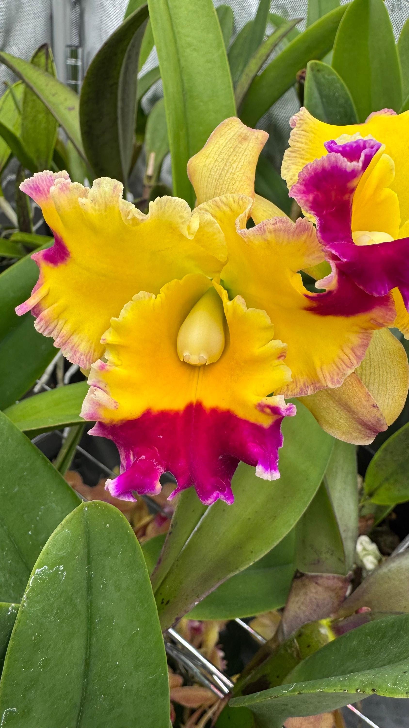 Large Cattleya Fragrant Pot. (dick Smith X Chelsea Alward