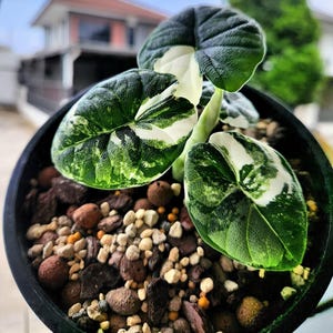 Alocasia melo albo - Etsy 日本
