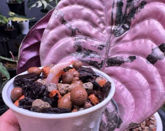 5 アロカシア シャントリエリ ピンク 斑入り 球根 珍しい 屋内 屋外