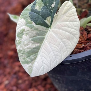 Variegated alocasia maharani - Etsy 日本