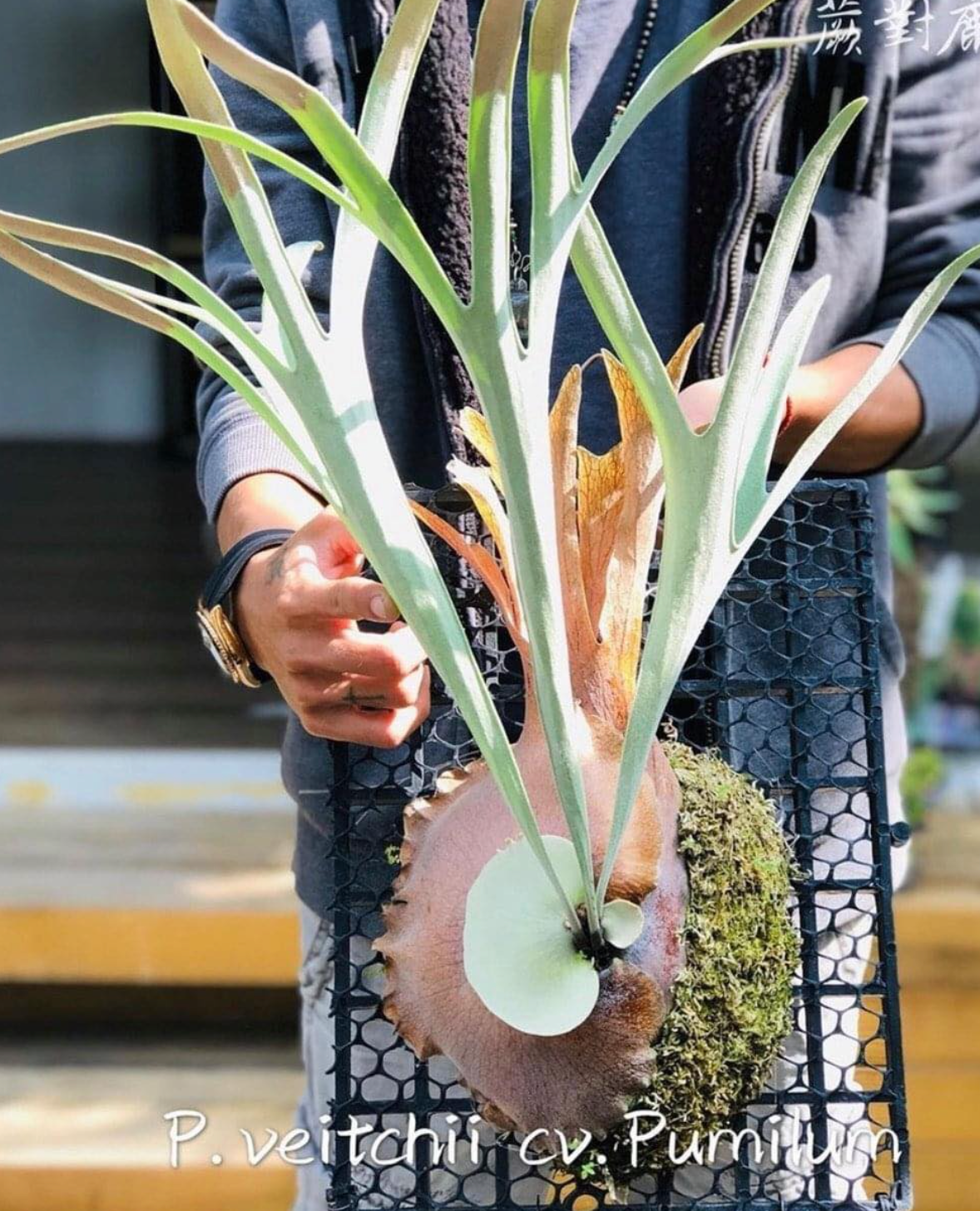 $_57.PNG?set_id=880000500F