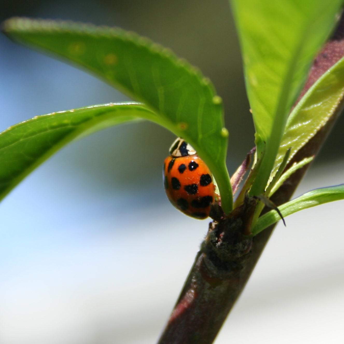 桃の木でのてんとう虫狩り。 : r/insects