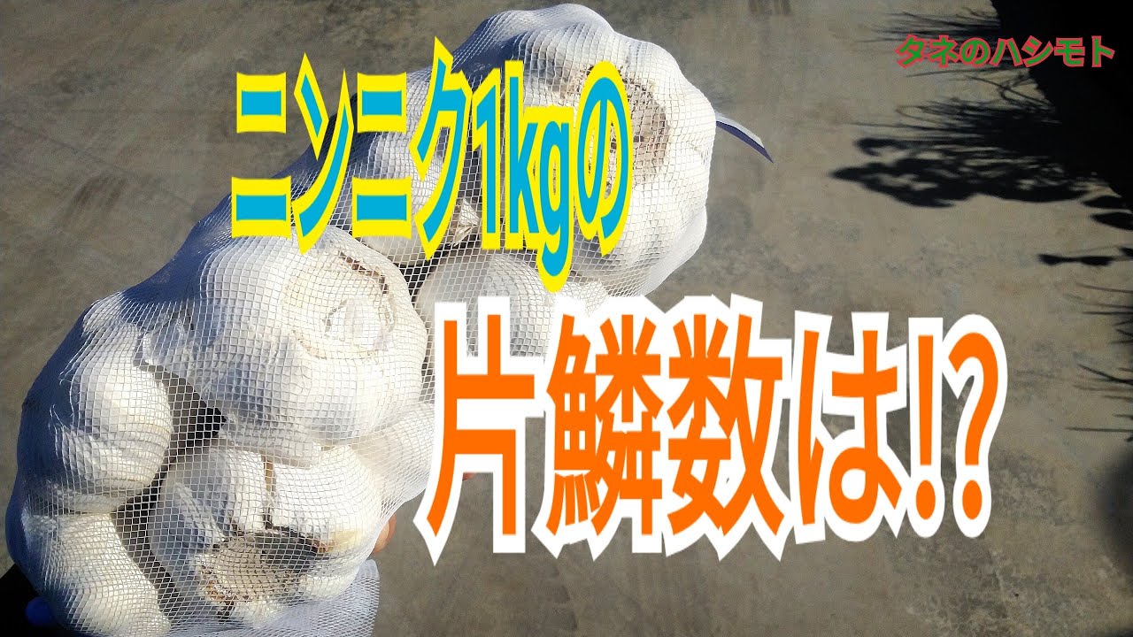 ニンニク何個植えられるか？ 試してみました♪ タネのハシモト - YouTube