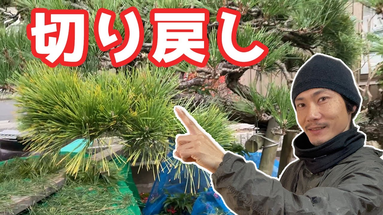 Pruning Japanese black pine] How to shorten branches that protrude
