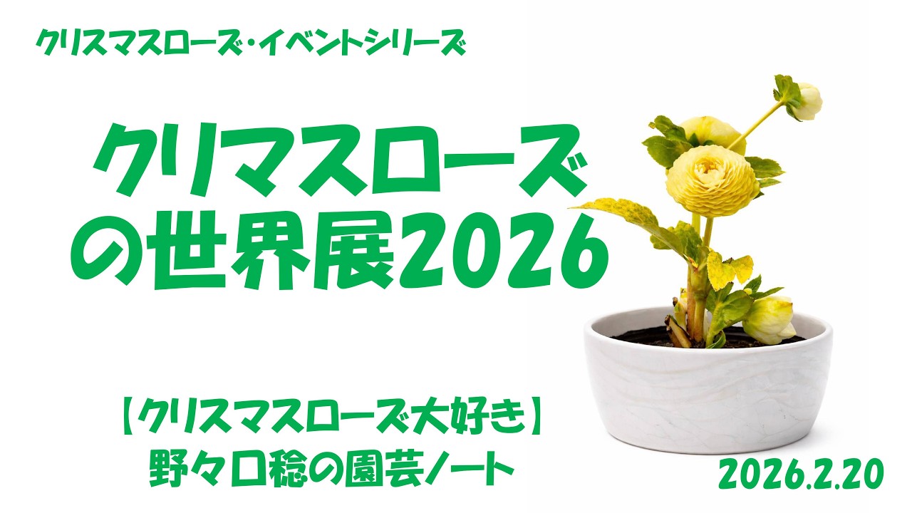 2026.2.20 Christmas Rose World Exhibition 2026 - YouTube