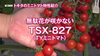 トマト 【TSX-827】 無駄花が咲かない TYLCV 耐病性ミニトマト トキタ