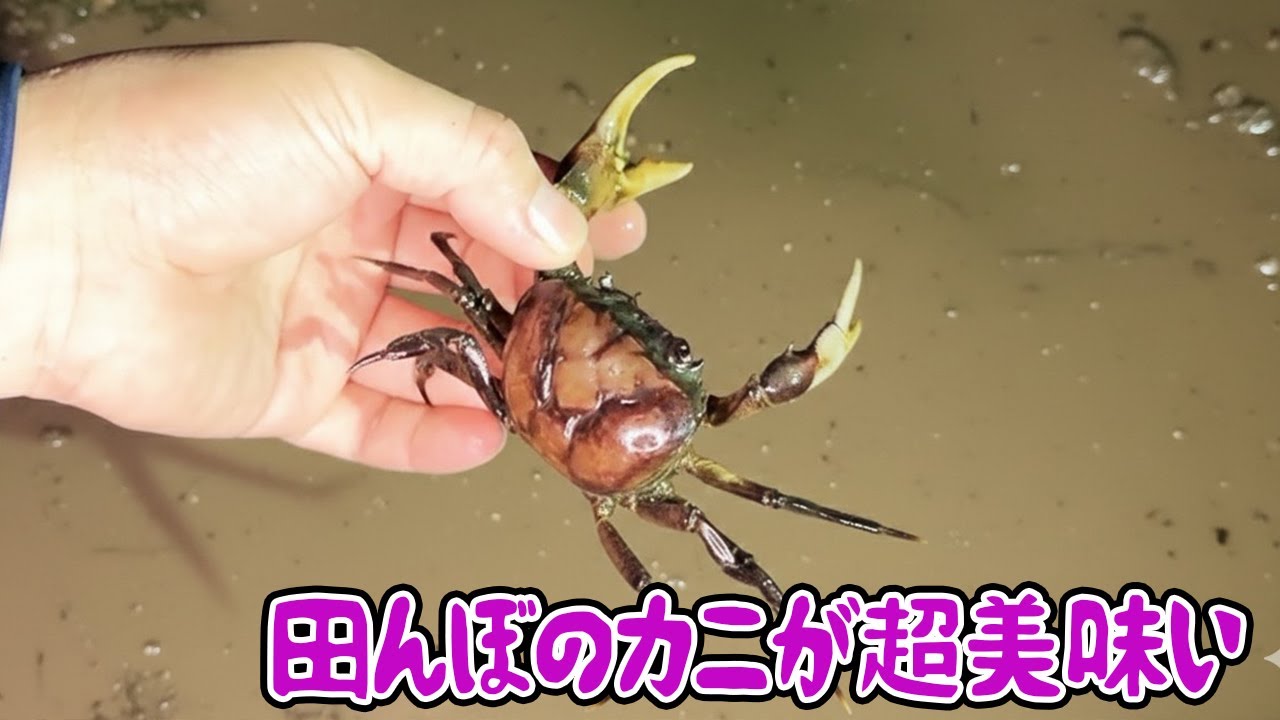 The crabs in the rice fields are delicious - YouTube