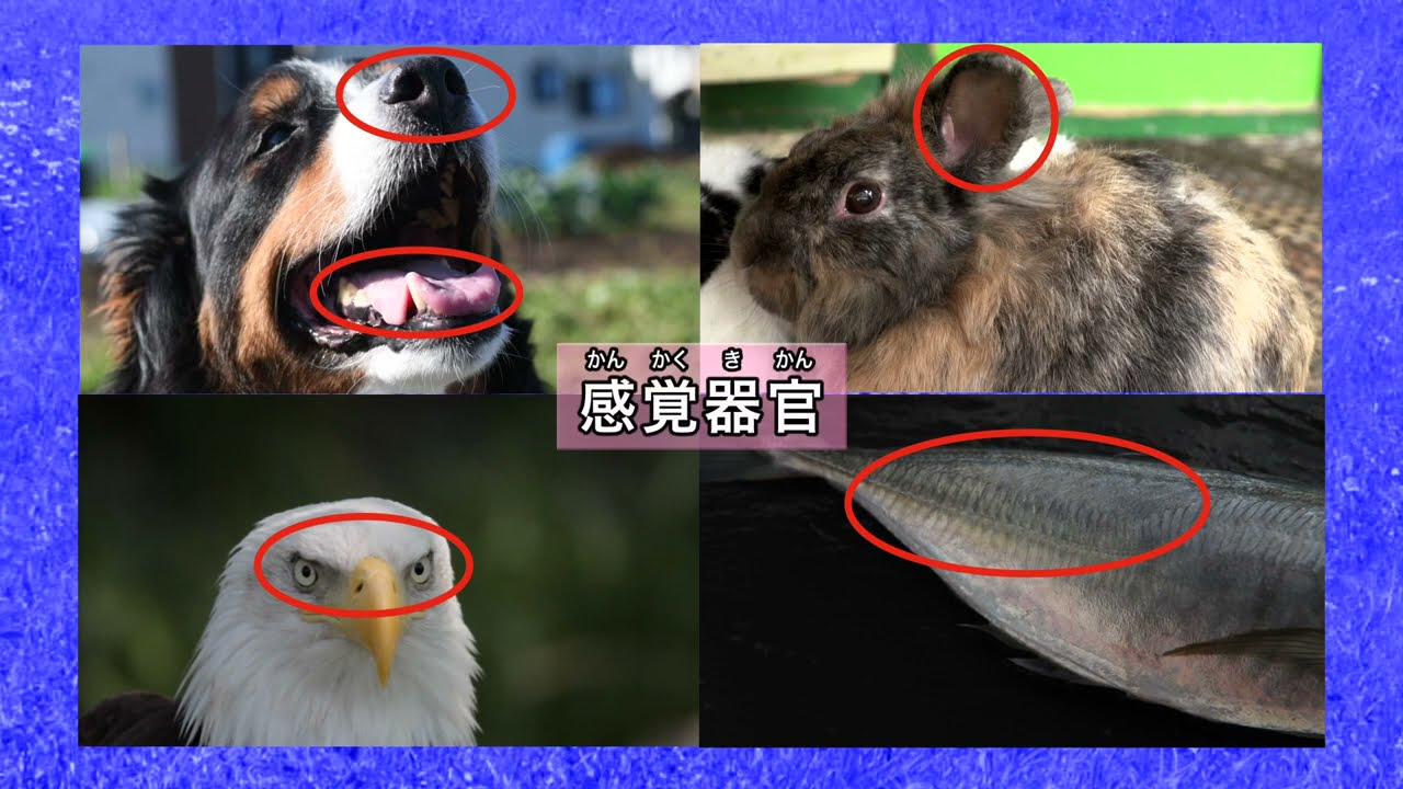 DVD「中学校理科DVD 5. 2年 生物の体のつくりと働き」 - YouTube