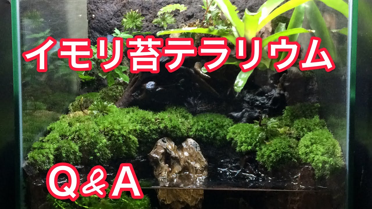 ジャゴケ(蛇苔) リクエスト用ページ イモリウム アクアリウム 観賞用