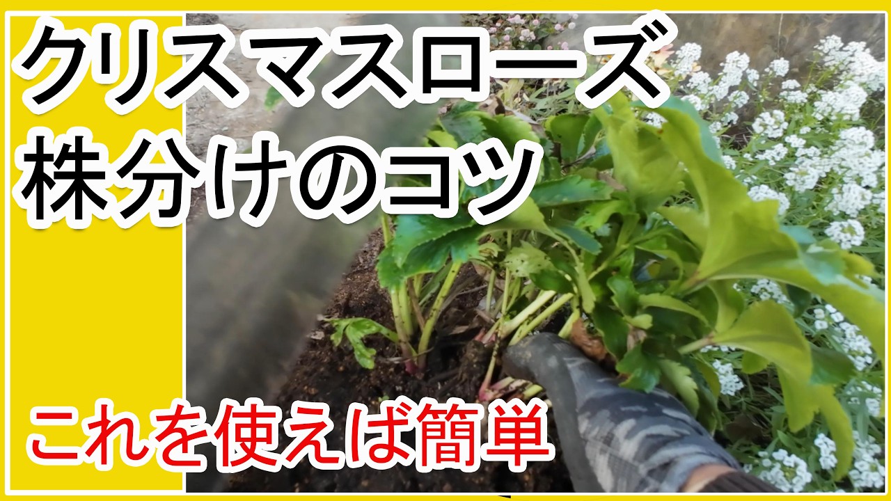 クリスマスローズの株分けが驚くほど簡単に｜初心者向け、失敗しない