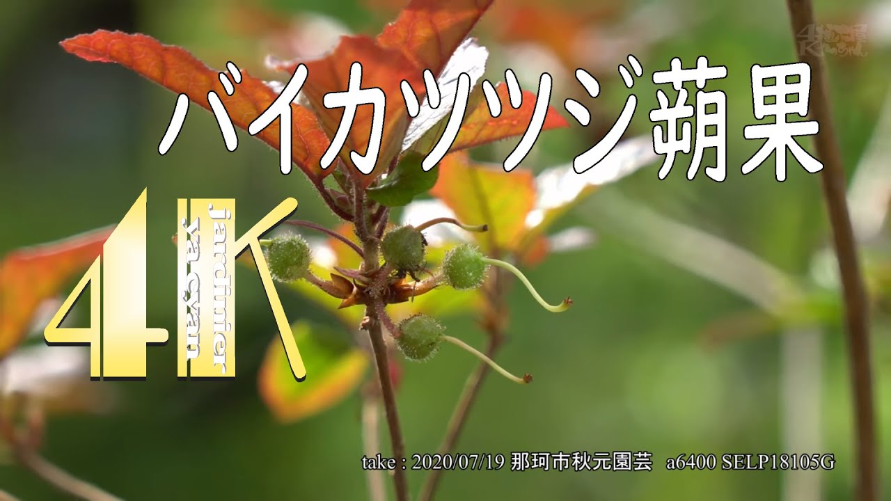 山採り自然樹形バイカツツジ販売 秋元園芸