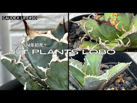 CAUDEX LIFE #50】アガベ好きの聖地「T Plants Lobo」2024年の初売りで