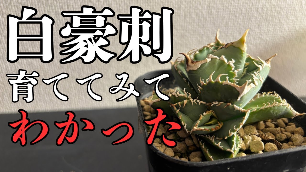 104 久しぶりに高級なアガベを買いました。買うならやっぱり知ってる人
