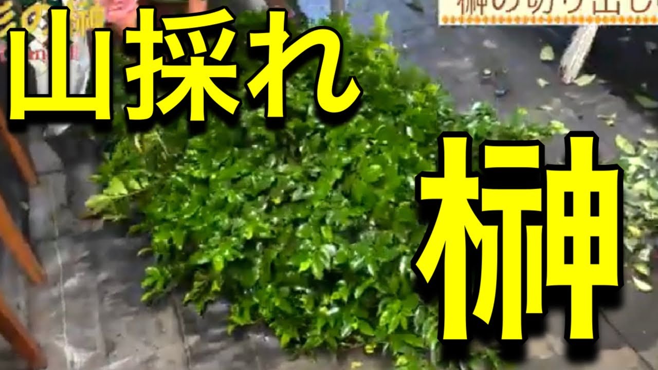 Sakaki Mountain. Cutting craftsman - YouTube