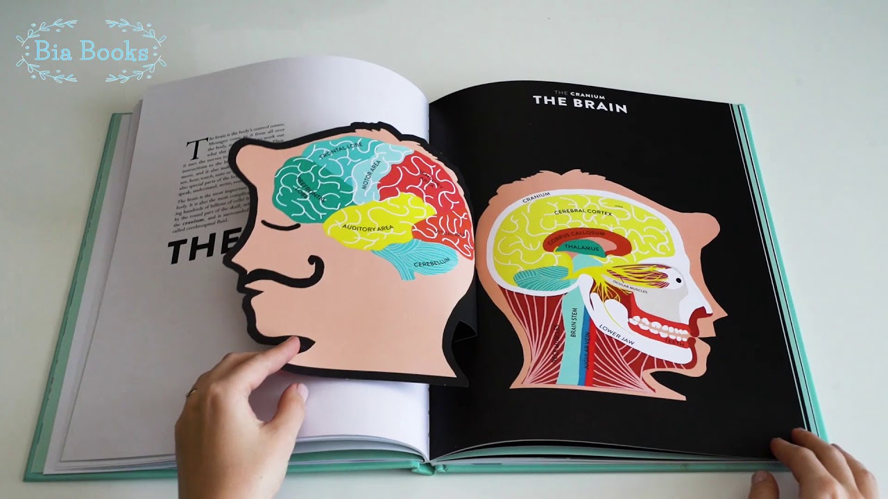 Anatomy: A Cutaway Look Inside the Human Body by Hélène Druvert