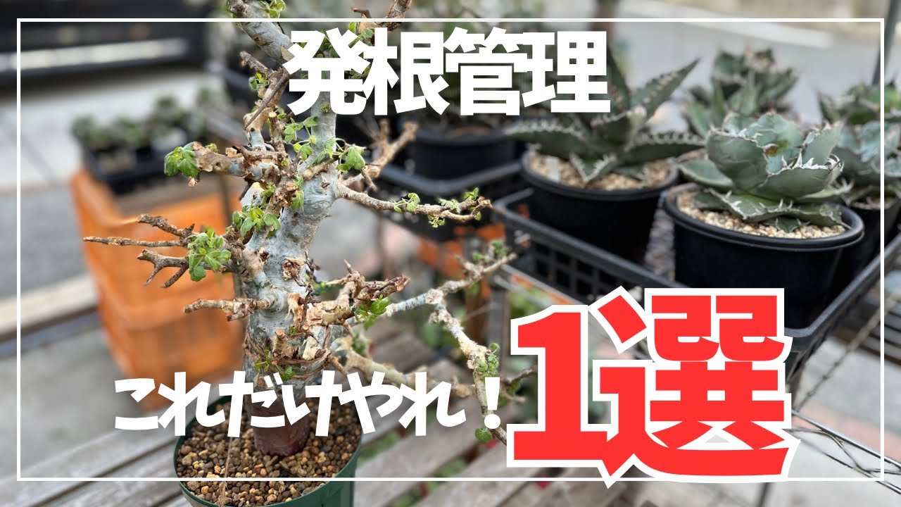 発根管理】コミフォラはこれだけやっとけば根は出ます！ - YouTube