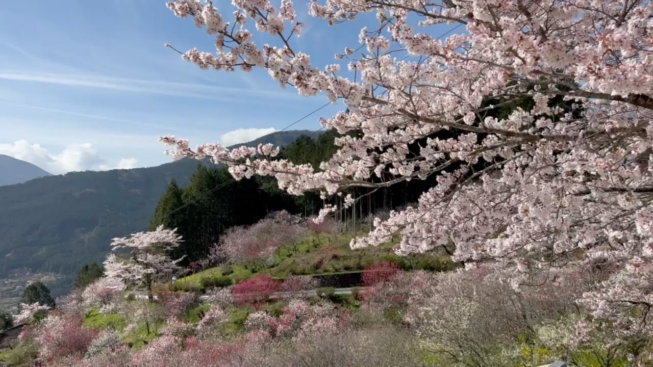 2023/03/29 七分咲き 中津 花桃の里 その2 〜愛媛県久万高原町