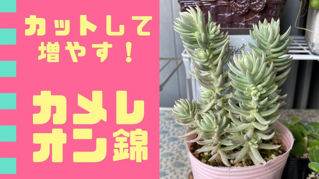Succulent plant] Chameleon Nishiki Cut and Propagate - YouTube