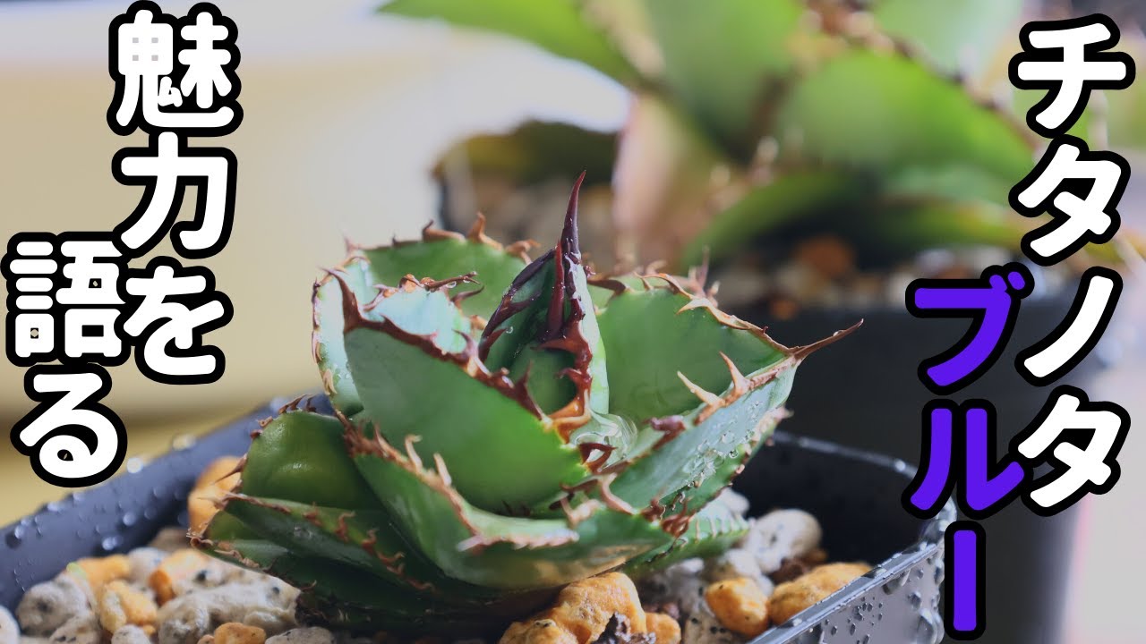 チタノタブルー実生選抜株の植え替えしながら語ります - YouTube