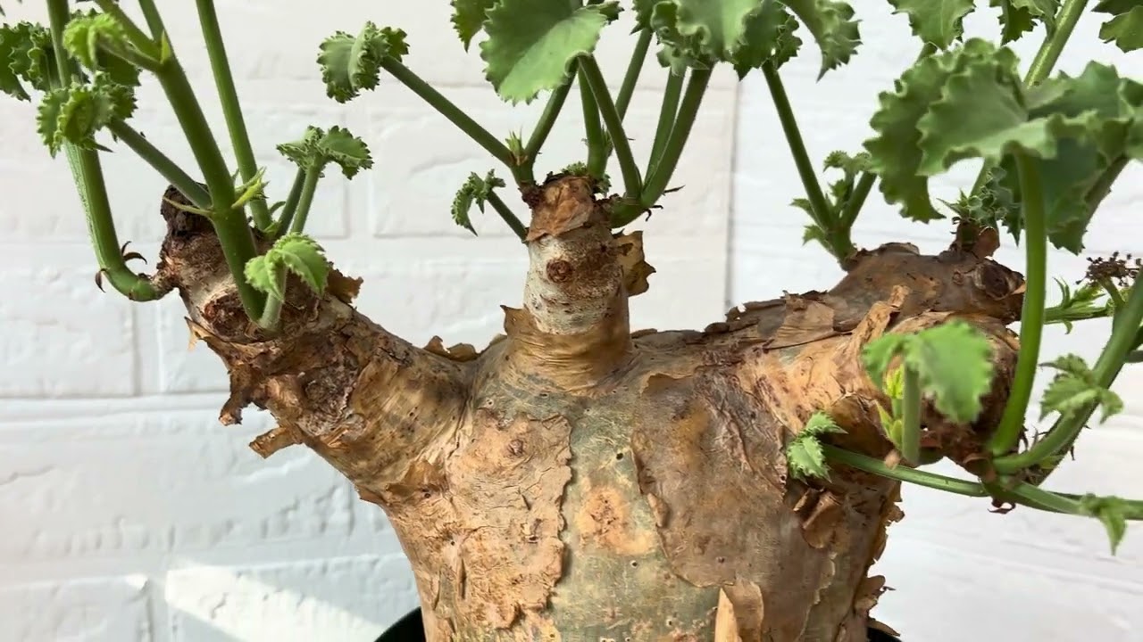 キフォステンマ マクロプス 7 Cyphostemma uter macropus 【発根済】