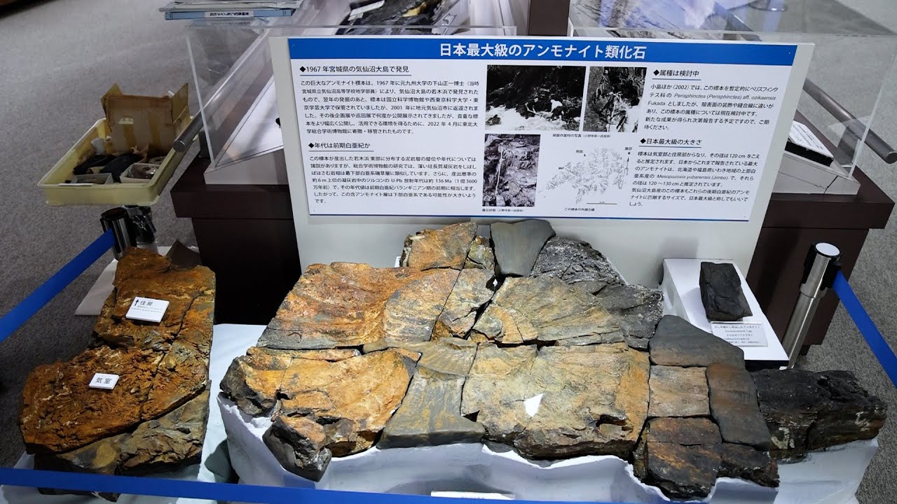 国内最大級の化石公開 アンモナイト、直径1．2メートル超 東北大