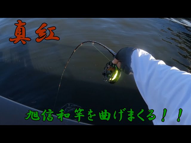 ヘチ釣り] 層塗り布袋竹旭信和竿を曲げまくる！！ - YouTube