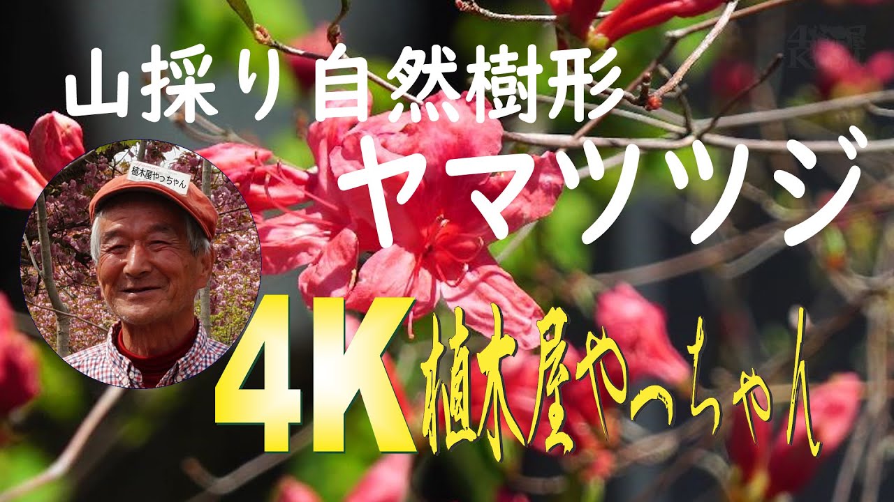 山採り自然樹形ヤマツツジ 花 2021 植木屋やっちゃん - YouTube