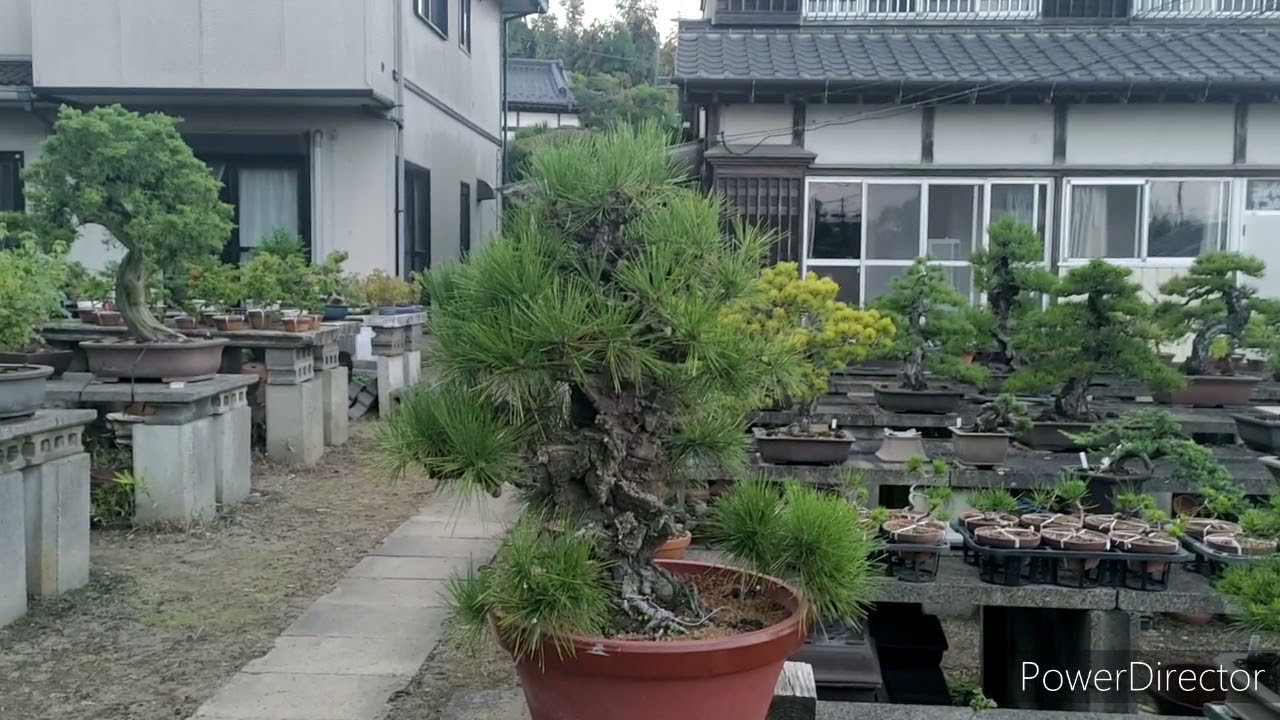 巨大盆栽錦松！ど迫力の樹皮 Powerful bark BONSAI - YouTube