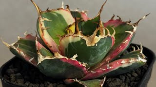 アガベ・チタノタ白鯨（覆輪）芽-008｜agave titanota white whale