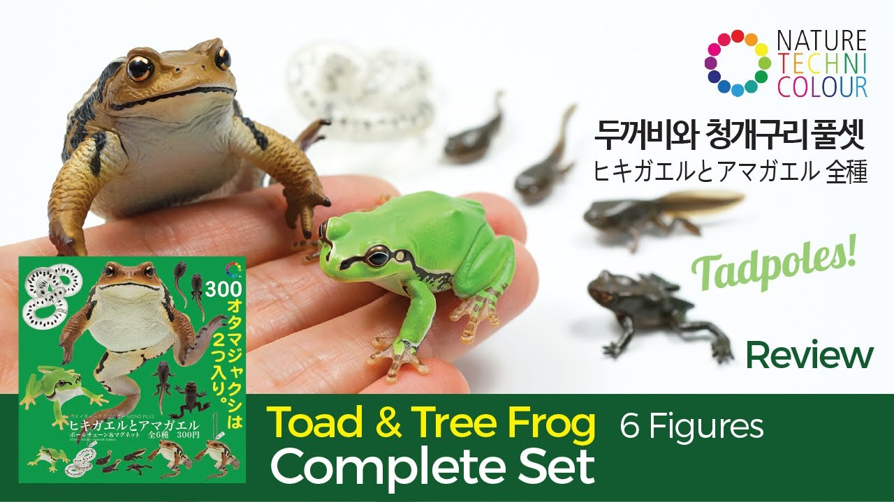 Toad (Tadpoles) & Tree Frog / Nature Techni Colour / ヒキガエルと