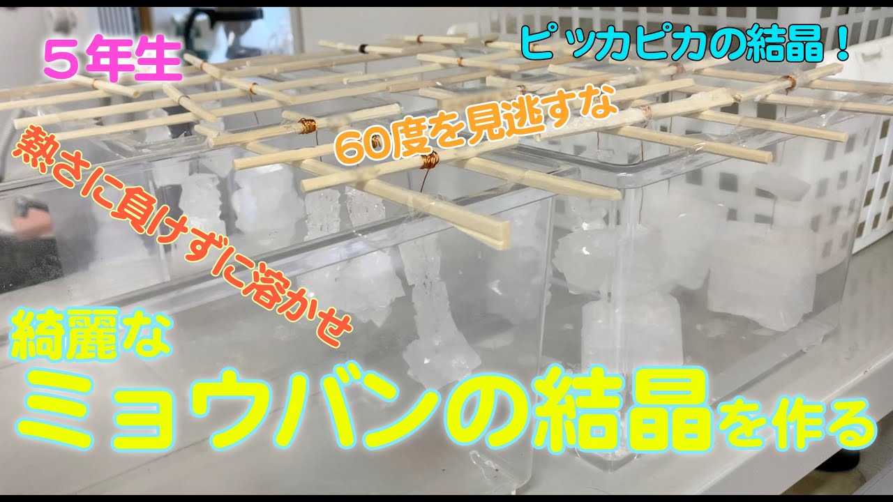 ミョウバンの結晶を作る：5年生：理科実験 【麻布科学実験教室