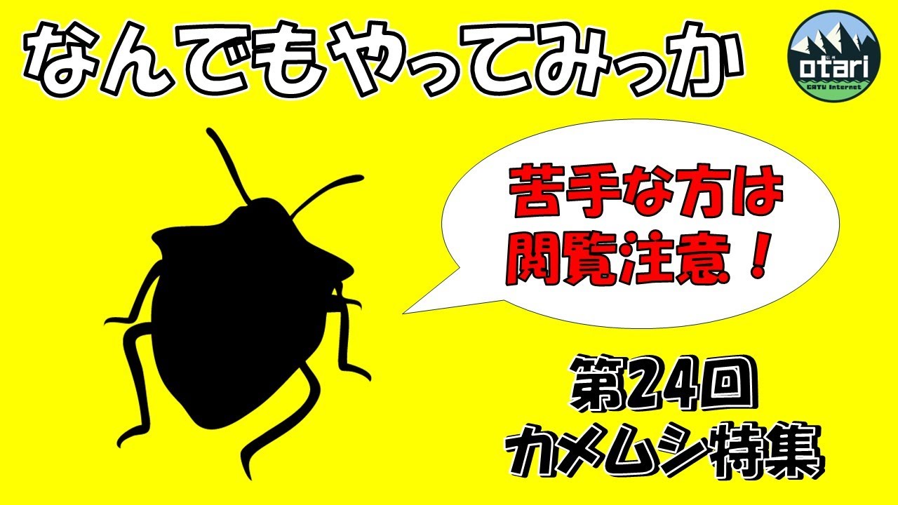 閲覧注意】肌寒い時期に皆を悩ませる…カメムシ特集｜〇〇のなんでも