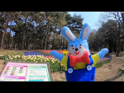ひたち海浜公園]】海くんと行く！フラワーガイドツアー＜チューリップ