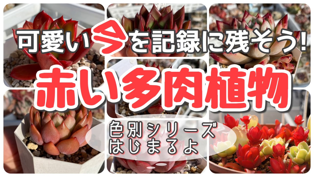 赤い多肉】多肉植物 色別紹介シリーズ - YouTube