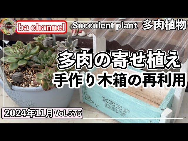 575{多肉植物} ブリキ鉢より長持ち木箱へ寄せ植えしたよ😊【多肉事