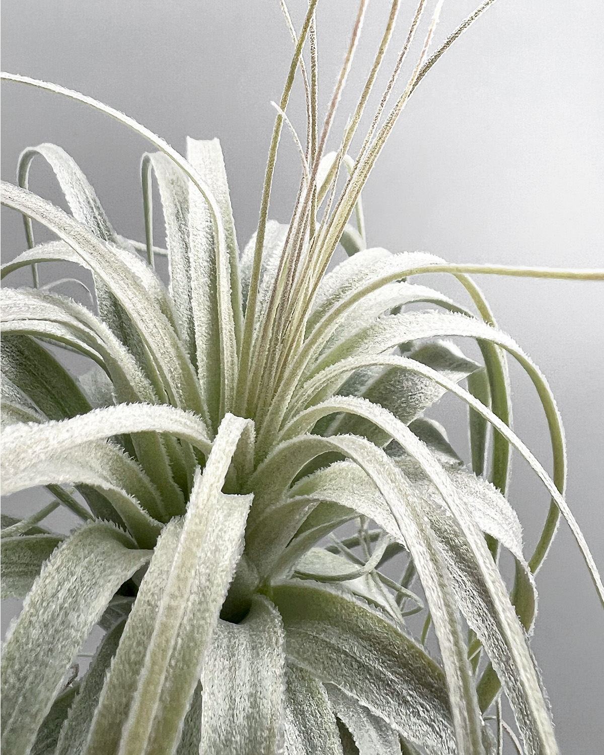 白銀の塔ティランジア・チャペウエンシス・チュリフォルミス