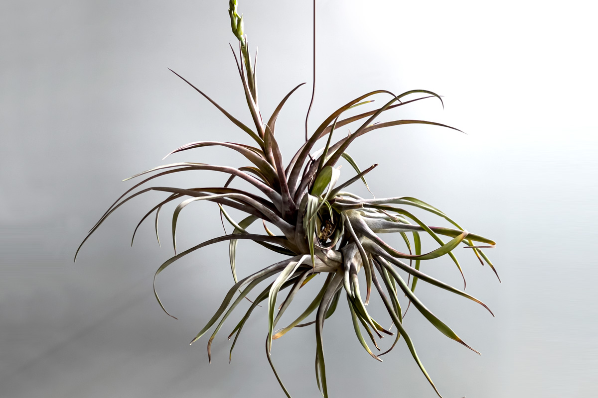 大きいチランジアはロマンだ！【おすすめ大型種8選】