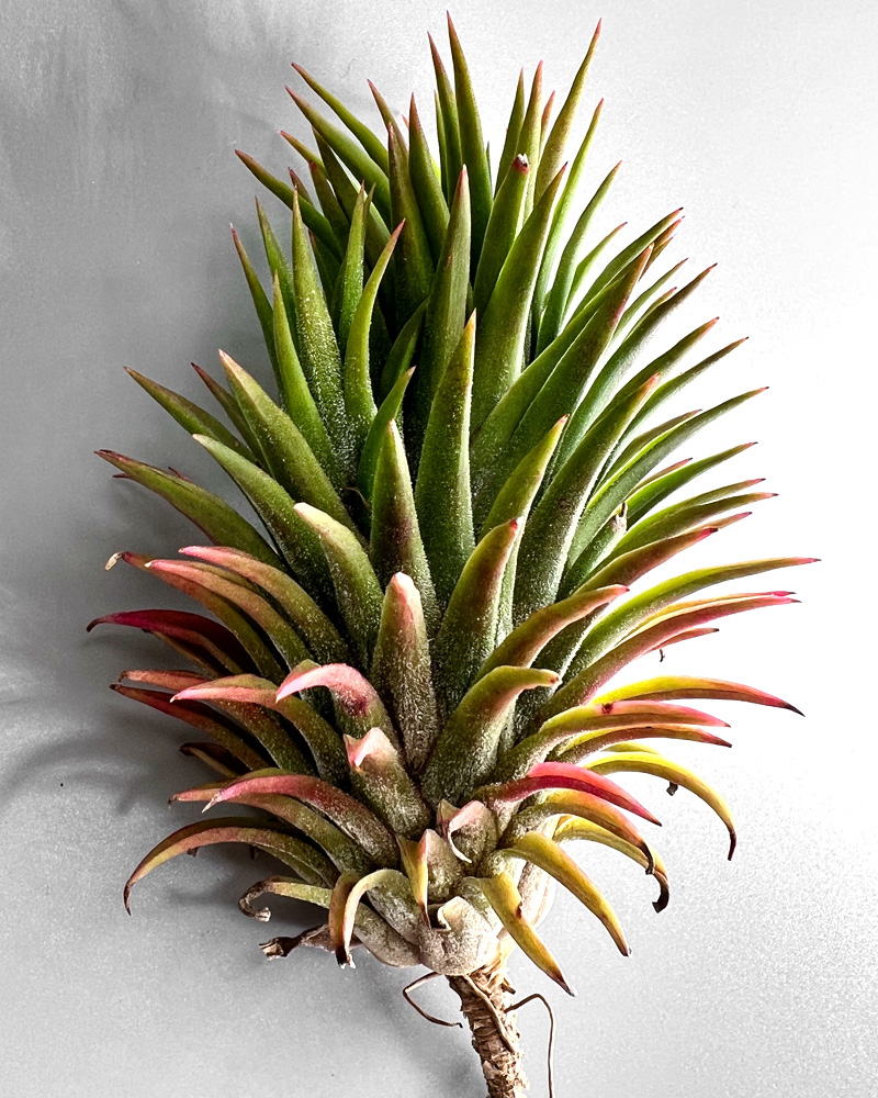 ムキムキ肉厚イオナンタ！【チランジア・アプレタードBRT】Tillandsia